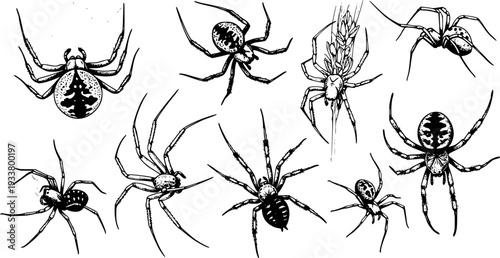 Spider Collection: Black and White Line Art, Various Species, Detailed Vector Illustration