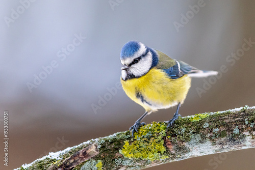 Blaumeise Cyanistes caeruleussitzend auf Ast mit verschwommenen Hintergrund