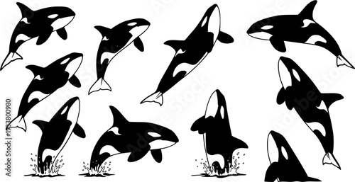 Set of various black and white orca illustrations in different poses, including swimming, jumping, and surfacing, isolated on white background.