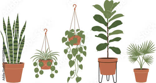 Stylish indoor houseplants set with snake plant hanging vine fiddle leaf and palm flat vector illustration