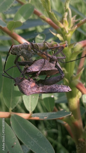 Pair of Stink Bugs Mating on a Green Plant Stem, Close-up Macro Shot
