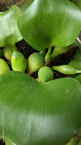 The serene beauty of buoyant green leaves floating on water, depicting healthy aquatic vegetation flourishing in a tranquil natural environment