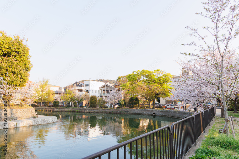 Obraz premium 京都・岡崎さくら回廊