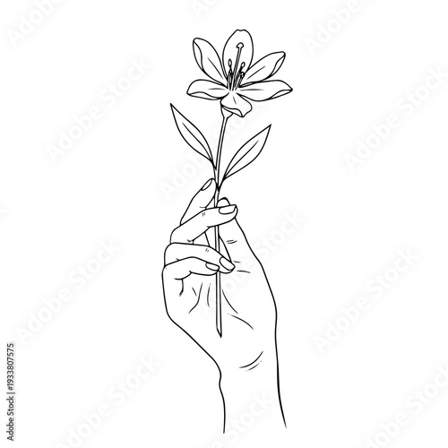 Simple black ink drawing of a human hand gently grasping a blooming lily. Elegant botanical illustration with thin lines and clean aesthetic for modern design.
