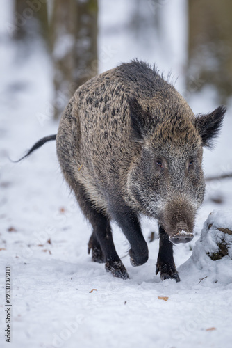 Laufendes Wildschwein Sus scrofa im Schnee