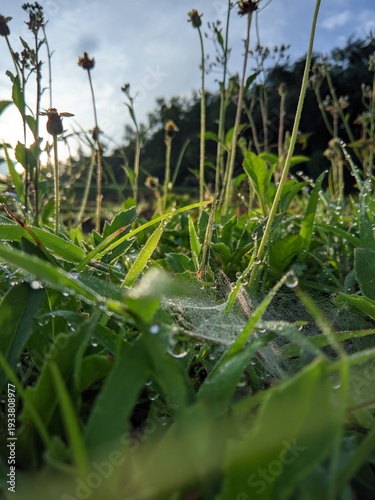 Dewdrops glistening on spiderwebs in lush green grass under a soft morning sky