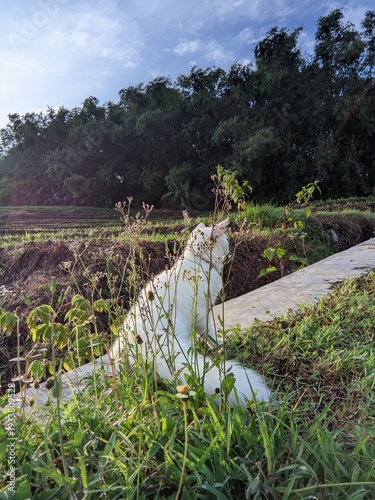 A serene white domestic cat enjoys a peaceful moment amidst lush green foliage and sunlit fields, observing its tranquil rural surroundings with calm curiosity on a beautiful day