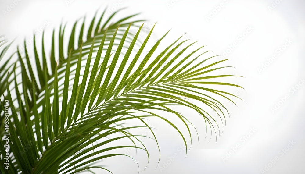 Fototapeta premium A close-up view of a lush green palm leaf against a bright white background