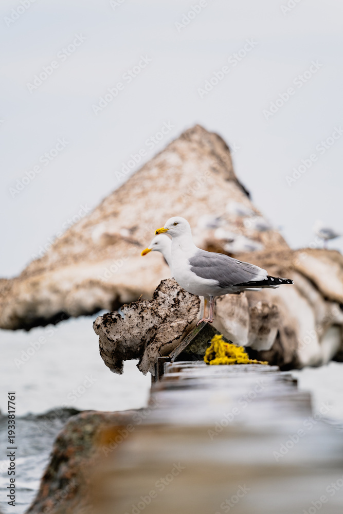 Fototapeta premium Seagulls on a Weather-Beaten Structure as Waves Crash