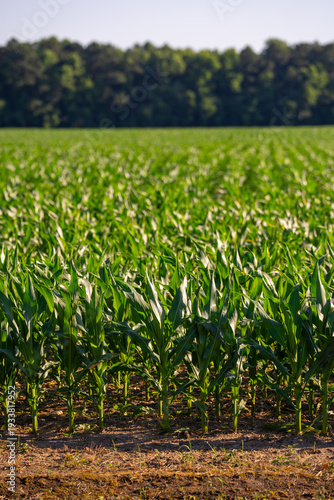 Konstfotografi Green corn plants