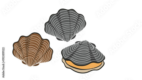Collection of three clam shells in various colors including brown and grey, with one shell slightly open to reveal the inside part.