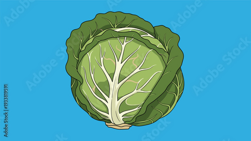 Large whole green cabbage with detailed leaves and veins centered on a bright blue background, representing fresh organic produce.