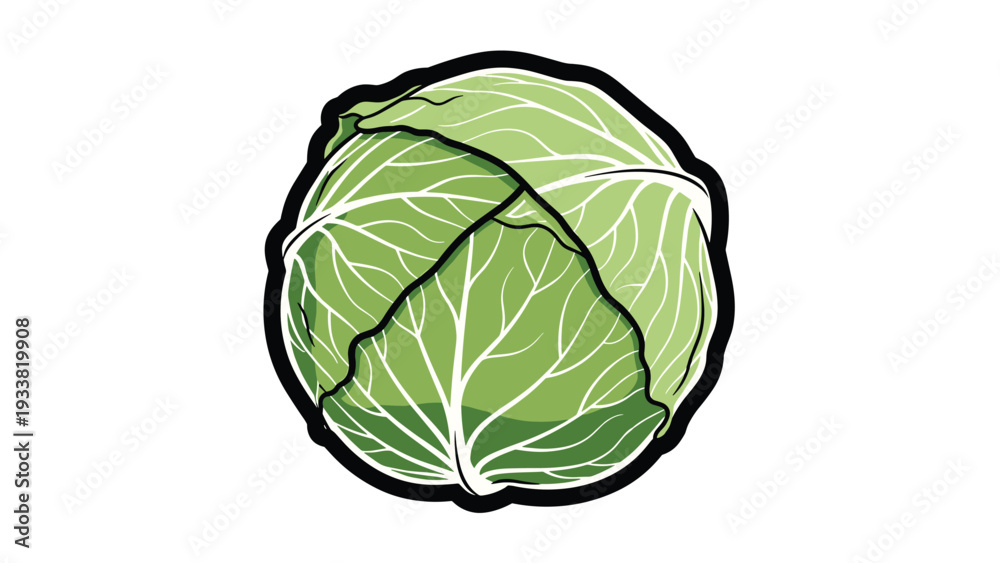 Obraz premium Healthy and fresh whole green cabbage with detailed leaf textures and thick outline isolated on a plain white background.