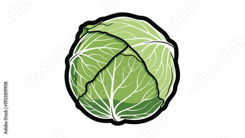 Healthy and fresh whole green cabbage with detailed leaf textures and thick outline isolated on a plain white background.