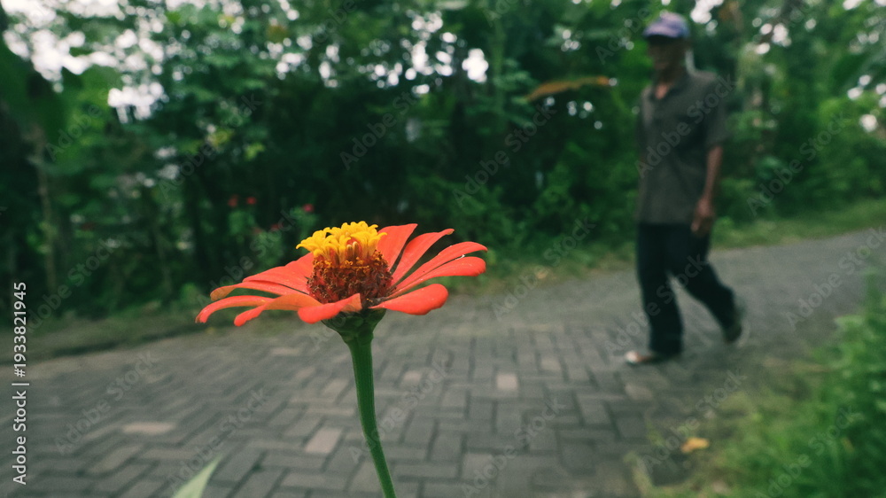 Αυτοκόλλητο Close-up of a vibrant red zinnia flower in sharp focus with a blurred figure of a man walking along a brick-paved rural road surrounded by lush green tropical vegetation