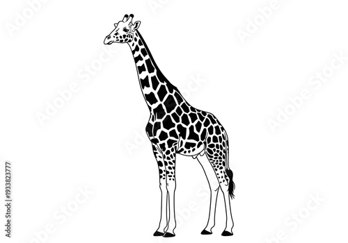 A black and white giraffe stands on a white background It has a long neck spotted pattern and a small tail