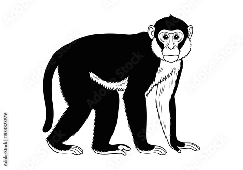 A black and white illustration of a primate with white fur on the face and chest