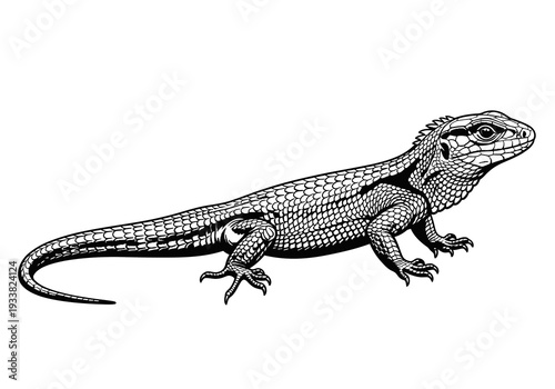 A black and white lizard illustration against a white backdrop Scales are meticulously depicted
