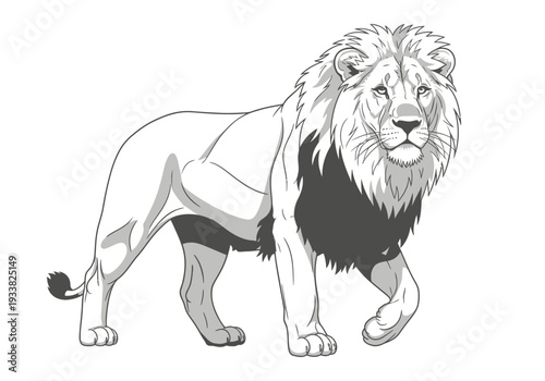 A grayscale line drawing of a lion walking with detailed fur mane and musculature