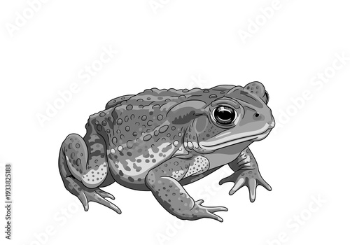 A grayscale sideview illustration of a toad on a white background It has bumpy skin and large eyes