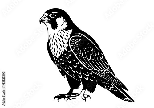 A side view of a peregrine falcon Black body white markings hooked beak sharp talons