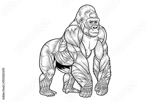 A stylized black and white illustration of a gorilla showcasing muscular anatomy The gorilla stands facing forward