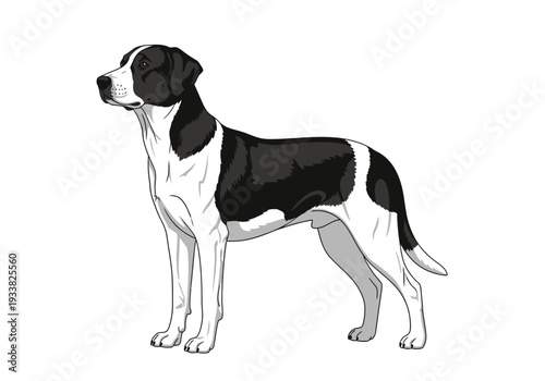 Blackandwhite dog standing Black ears back patches on side White legs and stomach Tail curved