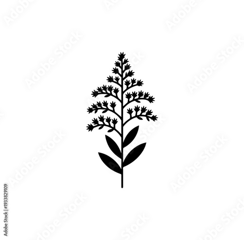 Fotografie Black goldenrod wildflower silhouette isolated on white background