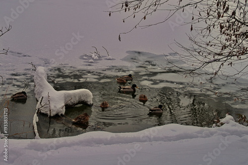 Flock of ducks floating in frozen lake