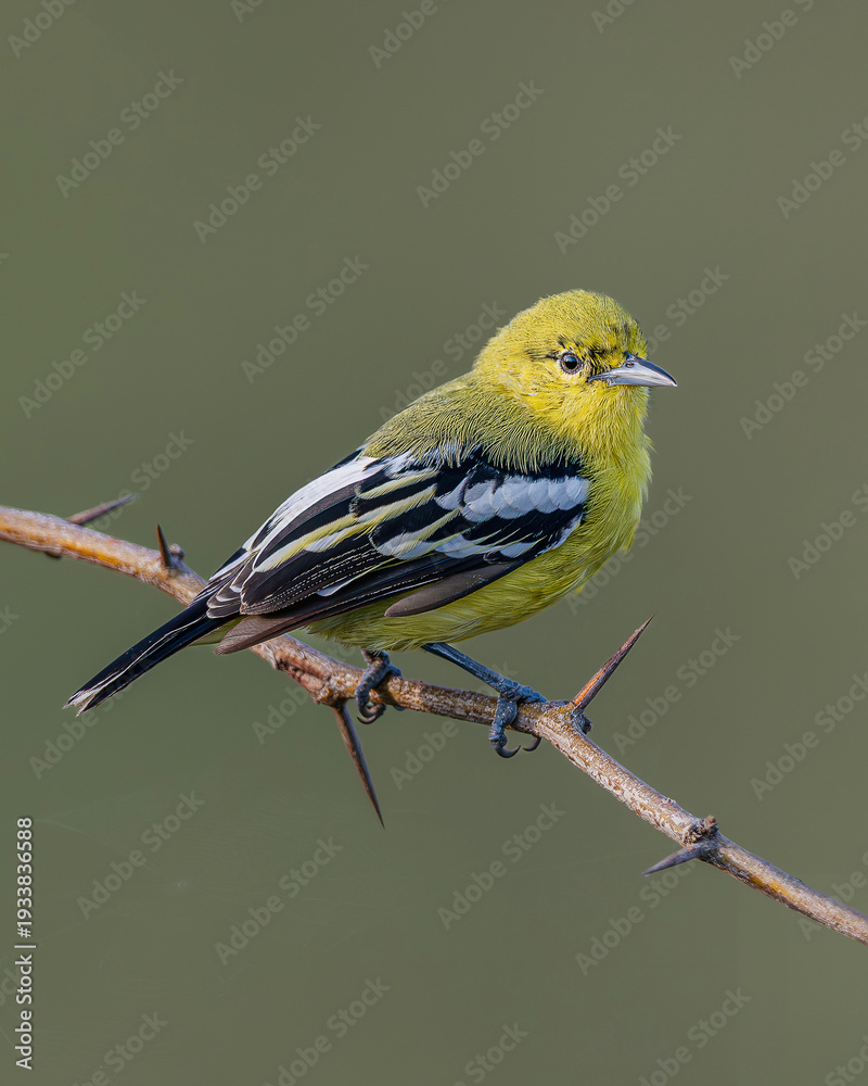 Fototapeta premium White-tailed Iora in a Golden light