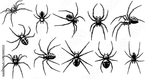 Spiders Vector Illustration: Detailed Black and White Spider Collection for Halloween and Nature-Themed Designs