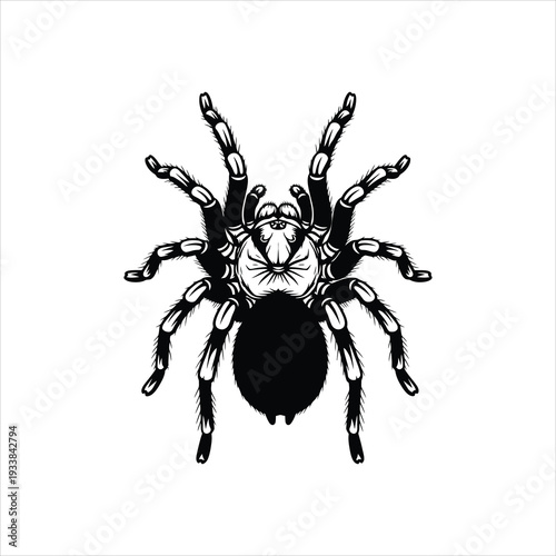 Hairy Tarantula Spider Top View Vector Illustration