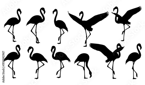 Elegant flamingo silhouette vector set in standing walking and flying poses