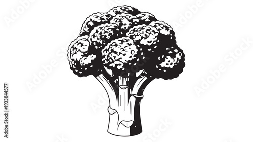 Black and white illustration of fresh broccoli vegetable in botanical style.