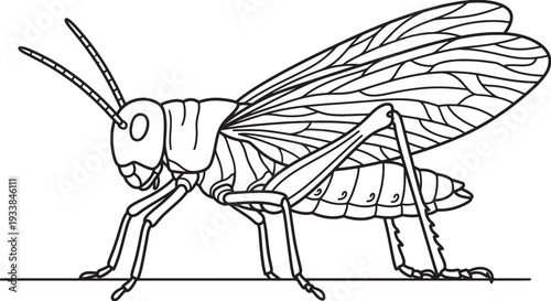 Black and white line of a grasshopper with detailed wings and legs also transparent background insect