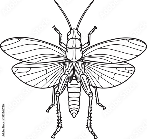 Black and white line of an insect with wings spread also transparent background line black and white