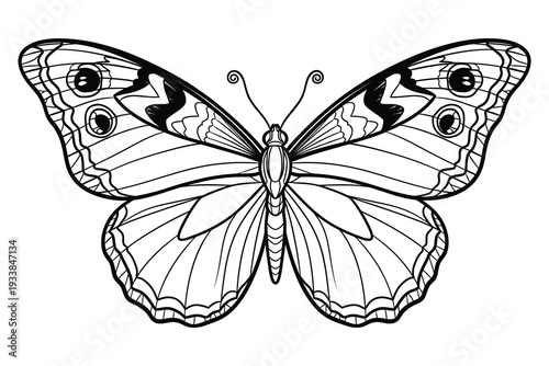 Detailed Butterfly Line Art Illustration – Symmetrical Insect Coloring Page