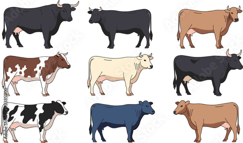 Set of various cattle breeds featuring dairy and beef cows in black brown white and spotted coats for dairy farm agriculture livestock management and rural ranching illustration.