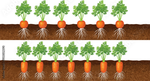 Vector illustration of carrots growing in soil featuring two rows of round and long orange carrot varieties with green leafy tops and visible root systems for gardening and agriculture.