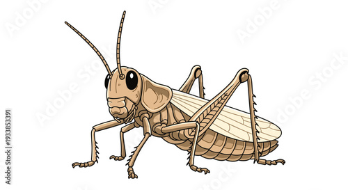 Detailed brown grasshopper insect illustration with long antennae and legs isolated against a plain white background.