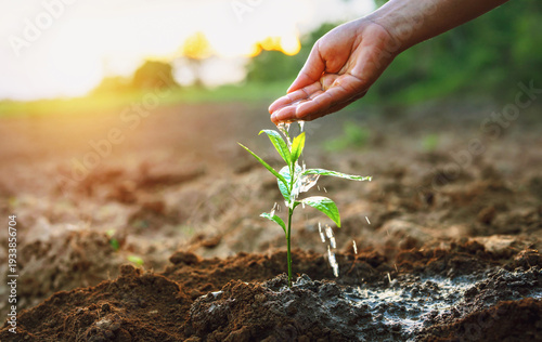 Sunlight warms earth as hand gently touches a sprouting plant