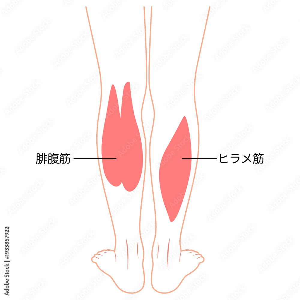 腓腹筋 ヒラメ 筋