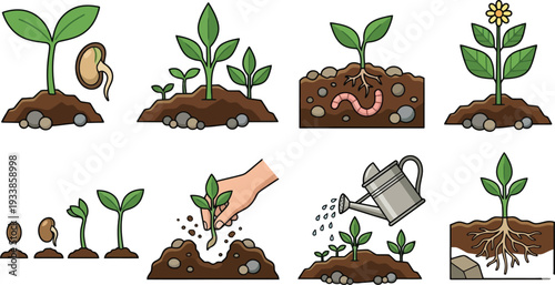 Plant growth stages from seed to flower gardening and cultivation process