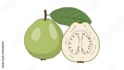 Hand-drawn illustration of a whole green guava with a leaf and a halved guava showing its seeds, isolated on white.