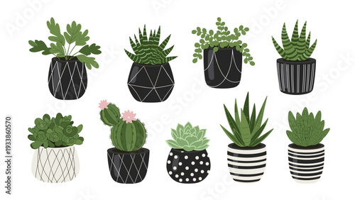 Diverse collection of ten different indoor succulents and cacti in decorative patterned pots on a plain white background.