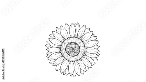 Detailed black and white line art drawing of a sunflower head showing intricate patterns of petals and seeds in the center.