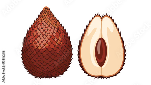 Simple illustration of a whole salak, or snake fruit, with its brown scaly skin, next to a half showing the inner flesh and seed.