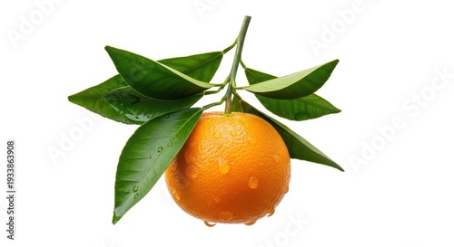Fresh orange fruit hanging from a green leafy branch against a plain background