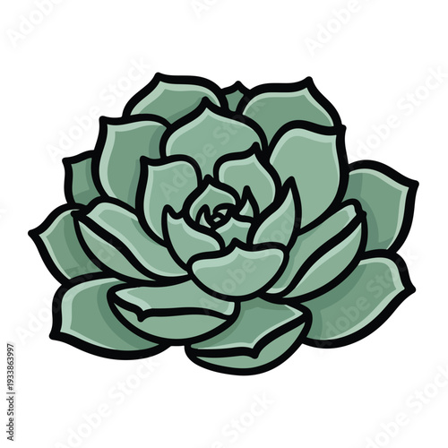 A close-up illustration of a succulent plant with thick, fleshy leaves arranged in a rosette pattern viewed from directly above.
