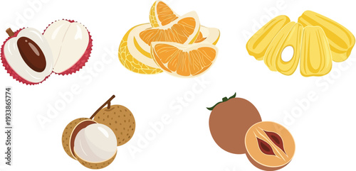 Tropical fruit collection with lychee orange slices jackfruit longan and sapodilla elements for exotic food illustrations